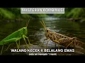 Download Lagu Masteran Kombinasi Walang kecek Sambung Belalang Emas Jeda 1 menit
