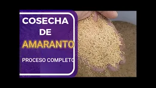 COSECHA DE AMARANTO, PROCESO COMPLETO #amaranto