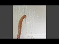 Worms in My Shower Live