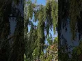 Download Lagu One of the most beautiful tree -weeping willow #best #tree #beautiful #nature #naturelovers #viral