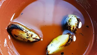 وصفة الثوم المشوي وزيت الزيتون لتكبير المناطق الأنثوية المؤخرة والأرداف ناجحة 100 بتجربة الأخوات 