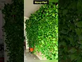 Download Lagu 5 बेल वाले पौधे/Vine Plants/Climber Plants/Creeper Plants