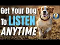 Teach Your Dog To Listen No Matter What Even If You Think They Are Stubborn