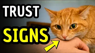 If Your Cat Does These 10 Things… They Trust You More Than You Realize
