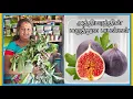 Download Lagu அத்தி இலை மருத்துவ பயன்கள் #mooligai #maruthuvam #mooligaimaruthuvam