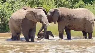 Brave Little Swimmer Elephant Phabeni Gets Submerged In The Dam 