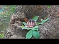 Lagu Adorable, newborn baby monkey, eating its fill of milk, contentedly sleeping.