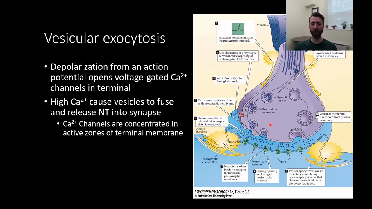 PSY210 CH4PT2: Sites of Drug Action