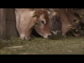 Grant s Getaways Dairyland Tour in Tillamook