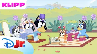 💙 Heste-bryllup | Bluey | Disney Junior Norge