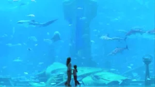 يا ليليه ما جاني حبيبي ودق عليه الباب  يا ليليه ما جاني حبيبي ودق عليه الباب