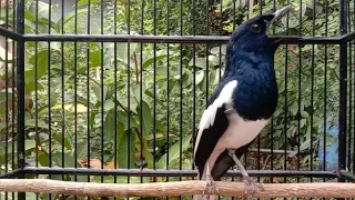 terapi kacer cepat gacor ngeplong bongkar isian