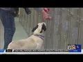 Memphis Animal Services now offering pre-adoptions
