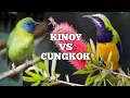 Download Lagu SUBSCRIBER REQUEST!! MASTERAN 2in1 CUCAK KINOY VS CUCAK CUNGKOK