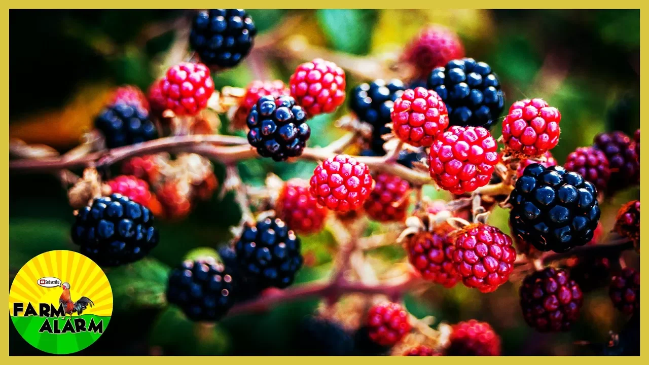 Is it too late to PRUNE Blackberry plants in the Summer