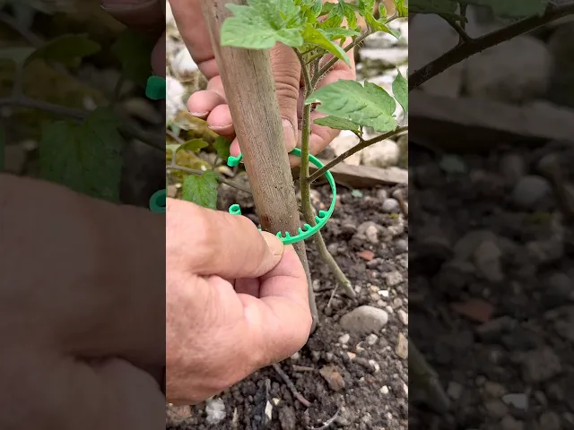 Adjustable Plant Clip | 30-170mm video thumbnail