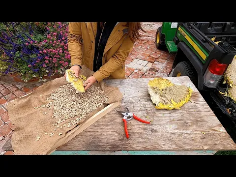 Download MP3 Harvesting Sunflower Seeds! 🌻🙌🧡 // Garden Answer