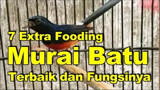 Download 7 Extra Fooding Murai Batu Terbaik dan Fungsinya MP3