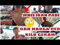 Download Lagu JENIS JENIS IKAN PARI DAN HARGA NYA