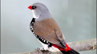 معلومات جديده عن الطائر الدايمون فينش والفروقات التي تحصل بين الذكر والانثى 