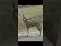 Lagu Coyote Sounds of Howling and Barking | Canis latrans Sounds