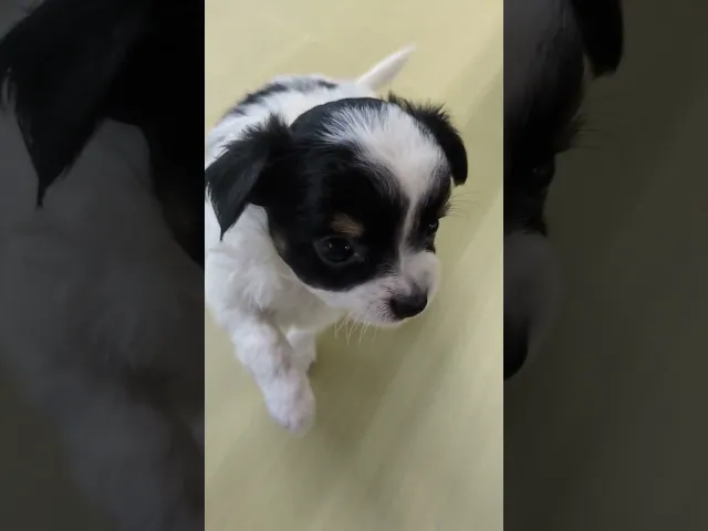 動画