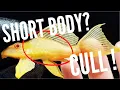What is Culling and Why we do it in the Fish Hobby