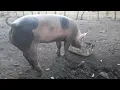 COMO IDENTIFICAR E TRATAR ARTRITES EM PORCOS, + DICAS TOP