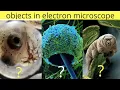 Objects in electron microscope object seen in microscope part-3