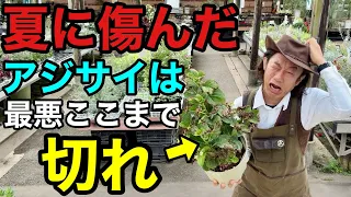 今ここを切れば傷んだアジサイは綺麗に再生します　【園芸超人カーメン君】【剪定】