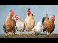 Download Lagu Alarm Bising Banget Bikin Langsung Bangun Tidur | Suara Ayam Kukuruyukkkk