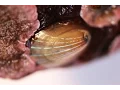 Marine shells may help develop responsive transparent displays