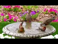 Best of Relaxing Bird Bath TV for Cats 😻12 Hours of Uninterrupted Birds 🐦 Cat TV @LensMyth