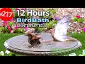Download Lagu Best of Relaxing Bird Bath TV for Cats 😻12 Hours of Uninterrupted Birds 🐦 Cat TV @LensMyth
