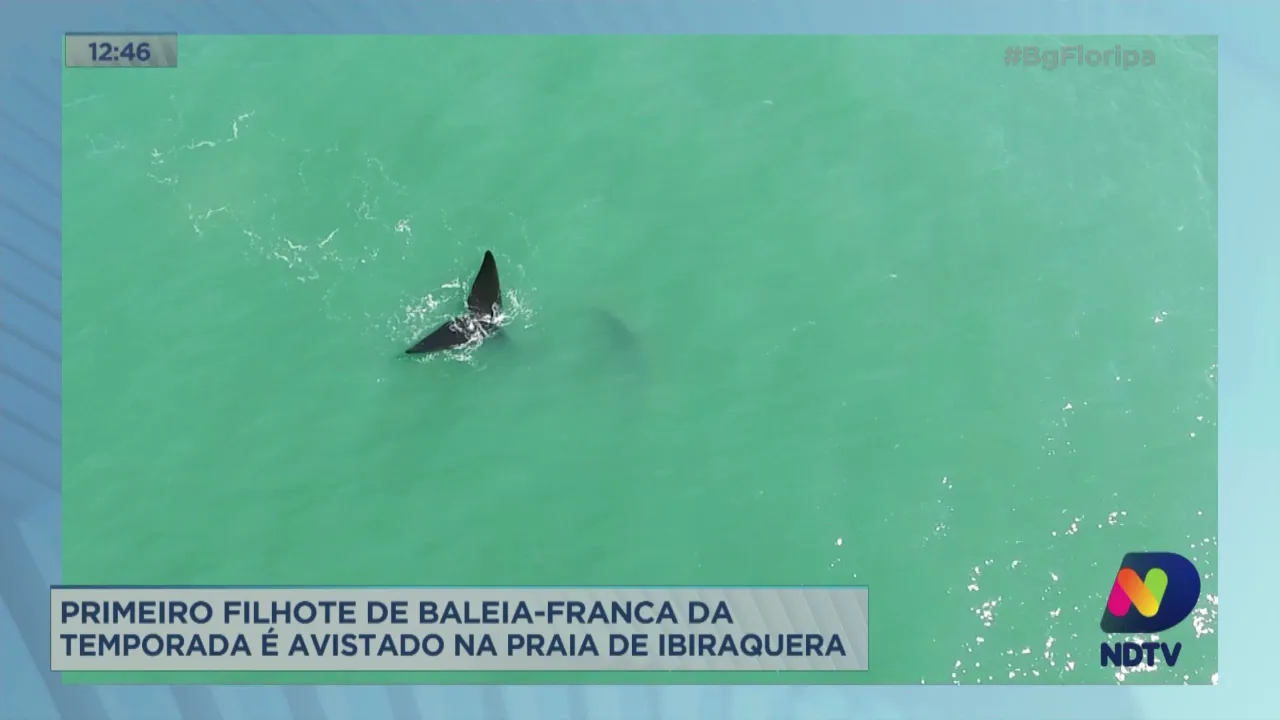 Primeiro filhote de baleia-franca da temporada é avistado na Praia de Ibiraquera