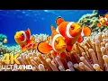 Download Lagu Aquarium 4K VIDEO (ULTRA HD) - Stunning Coral Reef Fish with Relaxing Meditation Music for Sleep