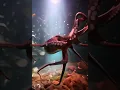 Underwater Octopus A I
