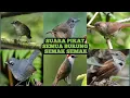Download Lagu Suara pikat semua jenis burung semak semak #pikatburung #semuajenisburung