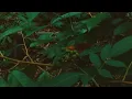 VIDEO CINEMATIC ALAM //ASTETIK  POHON KAYU TUA ...
