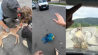 Highway Compassion #rescue #animals #lovestory #willdife #highway #love #kindness #animalrescue