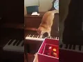 Download Lagu KUCING PINTAR VIRAL BERMAIN PIANO DENGAN LINCAH CEPAT