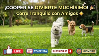 Se hizo viral el momento y lo compartimos #viral #cooper #youtubeshorts #youtube #doglife #dog #cute