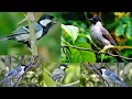 Download Lagu Suara pikat burung kombinasi kutilang ribut,glatik batu