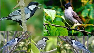 suara pikat burung kombinasi kutilang ribut glatik batu