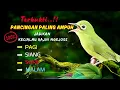 Download Lagu CIAK CIAK JOSS KECIAL KUNING BIRAHI | Ngejos NonStop Pagi,Siang,Malam | Masteran Kecial Kuning