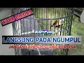 SUARA EMPRIT KAJI RIBUT DI ALAM LIAR || TERBUKTI BIKIN NGUMPUL