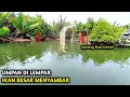 Download Lagu Umpan Udang Di Lempar...!! Langsung Di Sambar Ikan Besar
