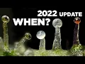 How to Tell When To Harvest Weed - Best Quality Highest THC