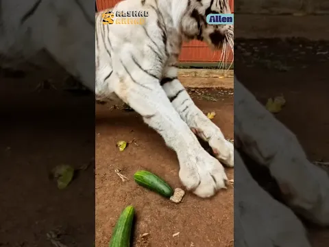 APAKAH SAMA SIFAT KUCING DENGAN HARIMAU? KITA BUKTIKAN!