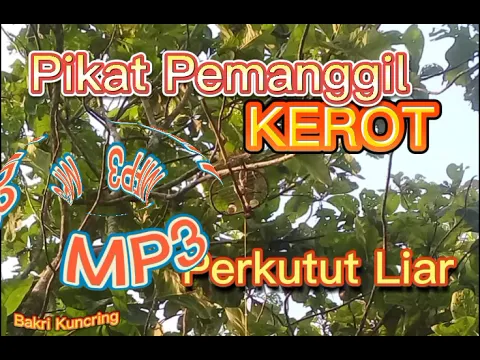 Download MP3 Pikat Perkutut Pemanggil Liyaran || MP3 #perkututlokalgacor #perkututgacor